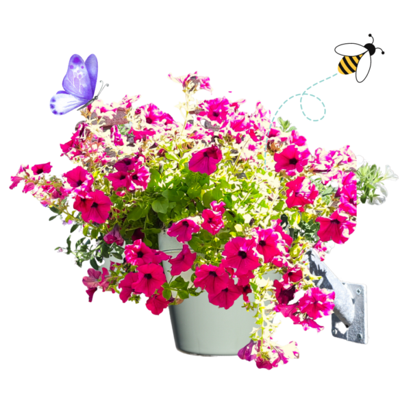 roze bloemen in geveloase met een vlinder en een bij